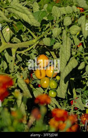 reife gelbe Tomaten in einem städtischen Garten Stockfoto
