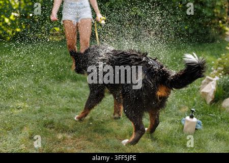 Großer nasser Hund schüttelt kraftvoll Wasser ab in einem sonnigen Hinterhof, während sein Besitzer ein Außengefäß fertigstellt, und fängt einen verspielten Moment der Tierpflege und Pflege ein Stockfoto