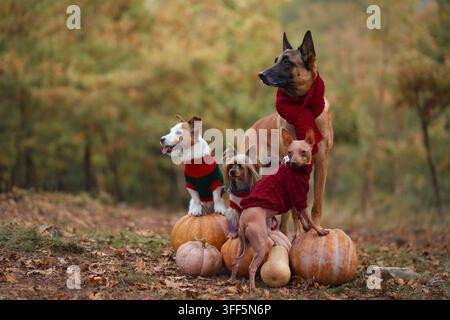 Vier Hunderassen posieren zusammen mit Kürbissen in einem Herbstwald für Halloween. Belgischer Malinois, Jack Russell Terrier, Yorkshire Terrier und American Stockfoto