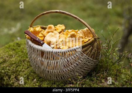 Champignons des Bois in einem Weidenkorb im Wald Stockfoto