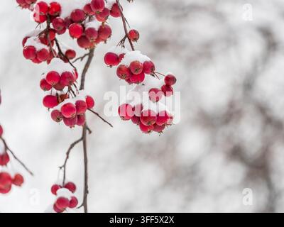 Gefrorene rote Äpfel mit Schnee bedeckt auf einem Ast auf einem verfärbten Hintergrund. Erster Schnee in der Stadt Stockfoto