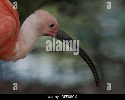 Scarlet Ibis Stockfoto