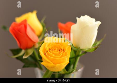 Gelbe Rote Weiße Rosen Stockfoto