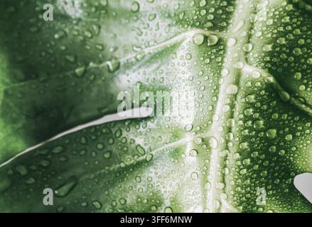 Junger Monstera-Blatt-Hintergrund, noch in der Entfaltung, glitzernd mit frischen Wassertropfen, ideales Frische-Konzept für Öko-Kosmetik, Wellness-Branding und Stockfoto