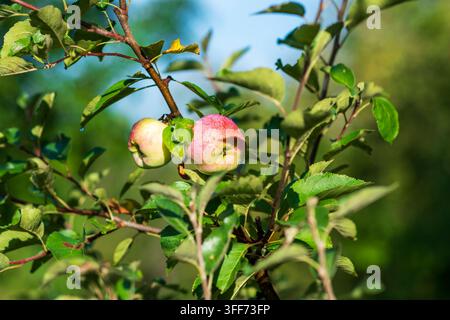 Zwei reife Äpfel mit Wassertropfen, die an einem belaubten Ast wachsen, ideal für Obstgarten, Landwirtschaft, gesunde Ernährung, Gartenbau, Ernte und natürlichen Sommer Stockfoto