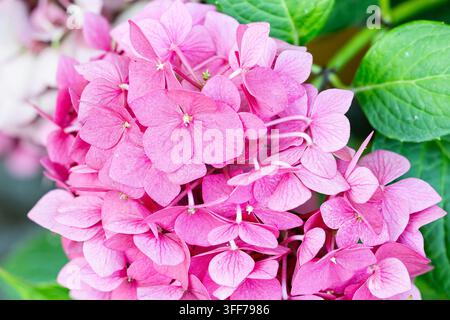 Schöne Hortensien blühen zwischen üppigem grünen Laub in einem friedlichen Garten. Stockfoto
