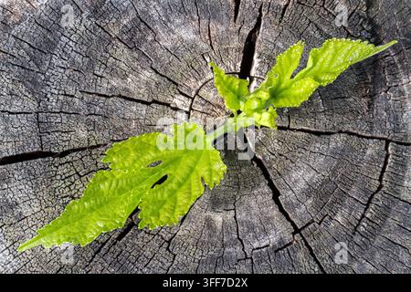 Blätter einer jungen Pflanze vor dem Hintergrund von altem rissigem Holz. Alter Baumstumpf mit jungen grünen Blättern, Blick von oben. Stockfoto