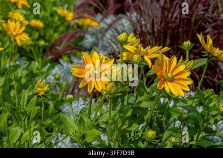 Helle gelbe Sonnenhutblüten blühen in einer üppigen Gartenumgebung, Centennial Way, Burnaby, BC, Kanada Stockfoto