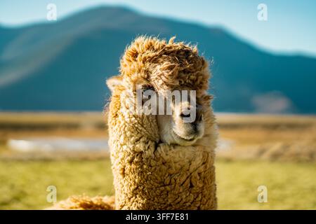 Extrem Nahaufnahme eines flauschigen Alpakagesichts, Napahai-Grasland, Shangri-La Stockfoto