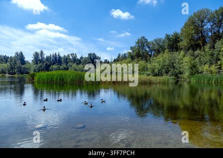 Enten schwimmen friedlich auf einem ruhigen See, umgeben von üppigen grünen Bäumen und Schilf, Willow Trail, Surrey, BC V3R 8A8, Kanada Stockfoto