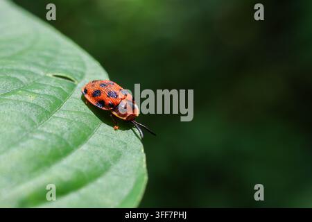 Ein orangefarbener Käfer grünes Blatt schwarzer Fleck Makro-Insekt-Naturfotografie Detail Wildtier-Nahaufnahme eines bunten Käfers, der auf frischem Laub mit dunklem B ruht Stockfoto