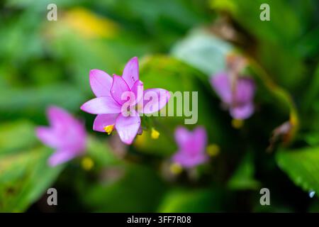 Eine rosa Seerose blüht, grünes Laub im weichen Hintergrund unscharf, lebendige tropische Wasserpflanze mit zartem Blütenblatt in einer natürlichen Gartenteichszene Stockfoto