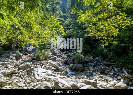 Sonnenlicht fällt durch üppige grüne Bäume auf ein felsiges Bachbett, Shannon Falls Viewpoint, BC, Kanada Stockfoto
