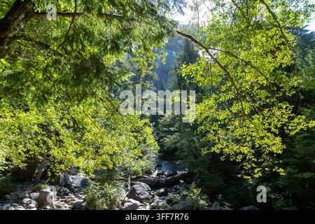 Sonnenlicht fällt durch das üppige grüne Waldkronendach auf ein felsiges Bachbett, Shannon Falls Viewpoint, BC, Kanada Stockfoto