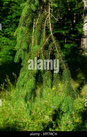 Hängende Äste einer Nadelbaumart ähneln den Ästen einer Trauerweide. Verschwommene sonnige Wiese mit leuchtend grünem Gras, Bäume im Hintergrund Stockfoto