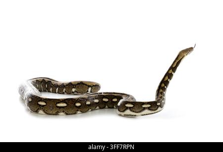 Netzpython vor weißem Hintergrund Stockfoto