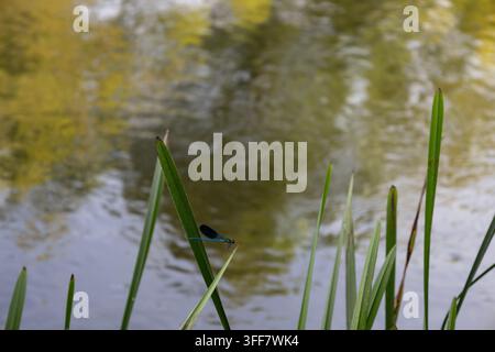 Eine Makrofotografie, die eine kleine, leuchtend blaue Zwerglibelle zeigt, die sich zart auf einem einzelnen Schilfrohrblatt niederlässt, kontrastiert gegen das verschwommene, reflektierende, g Stockfoto