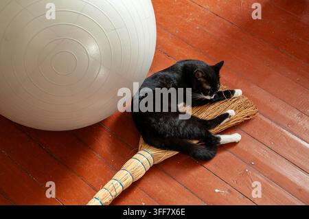 Eine Hauskatze ruht bequem auf einem traditionellen Besen, die Pfoten zusammengelegt, mit einem großen Fitnessball in der Nähe auf einem Holzboden Stockfoto
