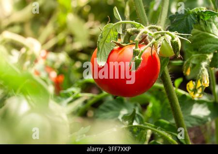 Eine einzelne, leuchtend rote Tomate reift an ihrer grünen Ranke, umgeben von üppigem Laub und zarten gelben Blüten, im sanften Sonnenlicht gebadet Stockfoto