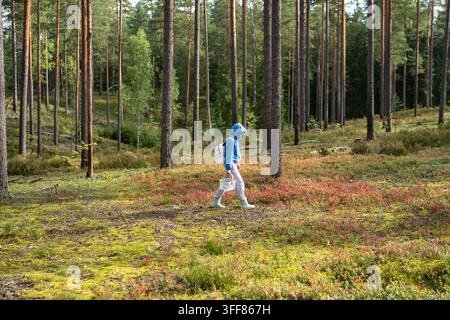 Frauensammlerin geht in Kiefernwald mit Korb während der Wildbeeren- und Pilzsaison. Stockfoto