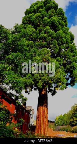 Riesensequoia-Baum in einer Stadtszenerie Stockfoto