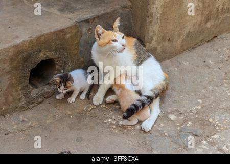 Streunende Katze mit zwei Kätzchen auf einer Stadtstraße Stockfoto