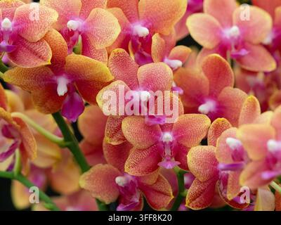Orange-rosa Phalaenopsis 'Bolgheri' Schmetterlingsorchideen in Blüte in einer kultivierten Ausstellung. Stockfoto