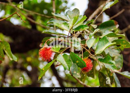 Litschi-Früchte wachsen auf einem Baum in der Gewürzfarm in Sansibar, Tansania Stockfoto