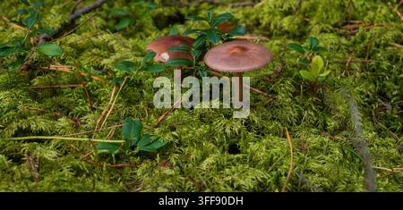Ein Blick auf zwei braune Pilze mit dünnen Stielen, die zusammen zwischen üppigem grünem Moos und kleinen Wildpflanzen wachsen. Die natürliche Umgebung ist friedlich und lebendig Stockfoto