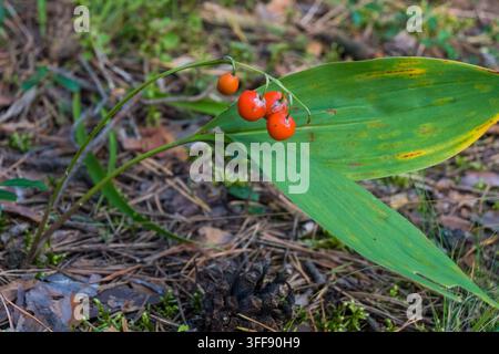 Eine Nahaufnahme von leuchtend roten Maiglöckchenbeeren, die an einem gebogenen Stiel zwischen großen grünen Blättern hängen. Die glänzende Frucht kontrastiert mit dem Waldboden Stockfoto