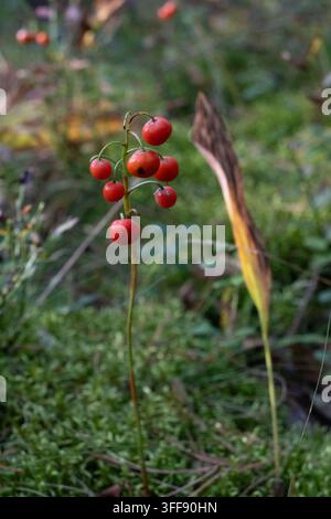 Eine vertikale Nahaufnahme von roten Maiglöckchenbeeren, die an einem dünnen Stiel zwischen grünem Gras und Moos hängen. Die glänzende Frucht hebt sich vom Vor… Stockfoto