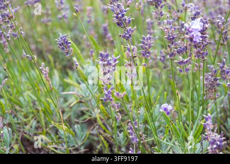 Ein Blick auf lila Lavendelstiele, die in einem Sommergarten mit grünen Stängeln und weichem Gras im Hintergrund blühen. Duftendes Kraut in voller Blüte mit Knospen Stockfoto