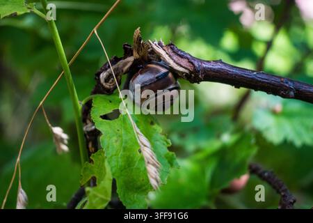 Eine dunkelt streifige Schnecke ruht auf einem trockenen Zweig zwischen grünen Blättern. Eine friedliche Nature-Core- und Slow-Living-Makroszene in einem Sommergarten. Stockfoto