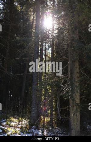 Sonnenlicht dringt durch dichte Nadelwald Bäume während des Winters. Helle Sonnenstrahlen erleuchten den Waldboden mit Flecken von Schnee und trockenem Gras. Stockfoto