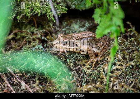 Ein gewöhnlicher Frosch oder Grasfrosch (Rana temporaria), auch bekannt als der europäische gewöhnliche Braunfrosch, der sich im Laubhaufen ausruht. Stockfoto
