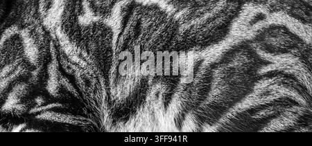 Die Textur ist Katzenfell mit Mustern in Schwarz und Weiß Foto Stockfoto