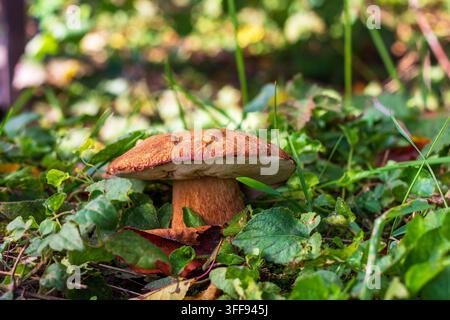 Ein einzelner Steinpilz, der an einem Herbsttag auf dem Waldboden wächst Stockfoto