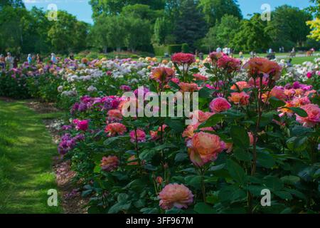 Rosenbeete in voller Blüte im Mai, rosa und orange Rosen, Regent's Park, London Stockfoto