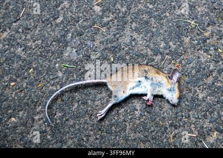 Tote Waldmaus auf dem Asphalt (Apodemus sylvaticus) Stockfoto