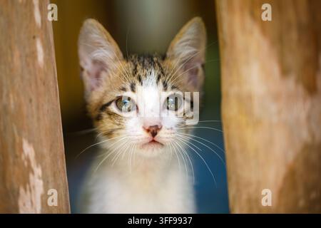 Süßes weiß-graues Kätzchen-Porträt Stockfoto