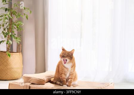 Ingwergetigerkatze sitzt auf einem Kartonscharrbett in einem hellen Zuhause. Minimale Einrichtung und weiches Tageslicht schaffen ein modernes Haustier-Lebensstilbild. Stockfoto