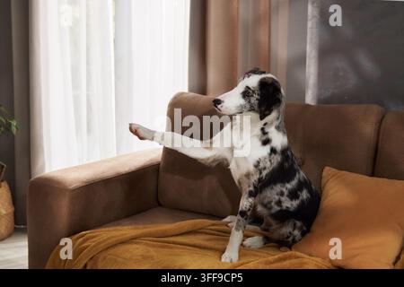 Hund gemischter Rasse führt allein auf einer bequemen braunen Couch eine Pfotengeste aus. Helle häusliche Umgebung deutet auf Training, Gehorsam, verspieltes Verhalten und Stockfoto