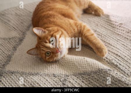 Ingwerfarbener Tabby-Kater rollt verspielt auf einem weichen Teppich in einer hellen Wohnung. Die entspannte Pose schafft ein fröhliches Konzept für den Indoor-Pet-Lebensstil. Stockfoto