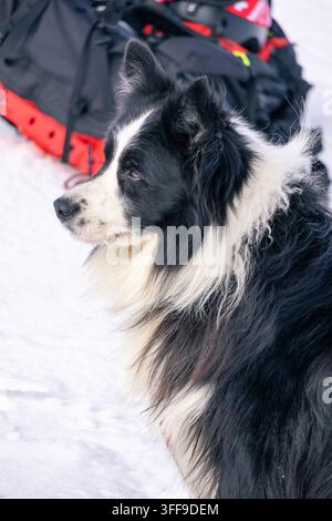 Nahaufnahme-Porträt eines Border-Collie-Hundes im Wintergebirge Stockfoto