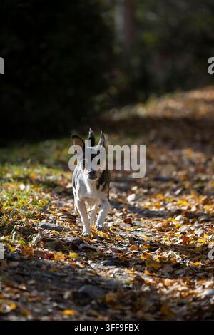Ein kleiner schwarz-weißer Hund mit großen Ohren trottet selbstbewusst einen sonnigen Waldweg entlang, der mit goldenen und orangefarbenen Herbstblättern bedeckt ist. Die flache d Stockfoto
