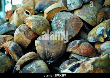 Eine Nahaufnahme einer großen Ansammlung von weggeworfenen Kokos schalen, die zusammen aufgeschichtet sind. Stockfoto