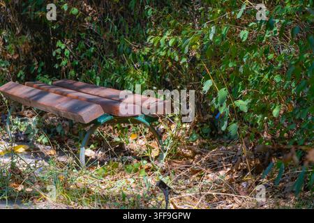 Eine alte Holzbank steht neben dicht überwucherten Sträuchern und trockenen Blättern und schafft eine ruhige, vernachlässigte Parkszene mit natürlichem urbanen Verfall. Stockfoto