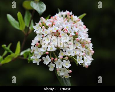 Burkwood Viburnum, Viburnum × burkwoodii, Adoxaceae (ehemals Caprifoliaceae). UK. Hybrid. Viburnum × burkwoodii, das Burkwood-Viburnum. Stockfoto