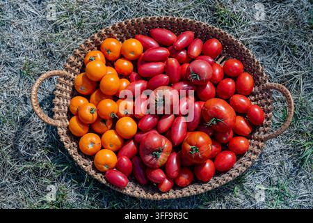 Frische Ernte von roten und gelben Tomaten in einem Weidenkorb, Nahaufnahme. Oberansicht verschiedener biologischer selbstgezogenen Tomaten in einem geflochtenen Korb auf trockenem Gras-Hintergrund Stockfoto