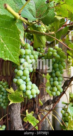 Frische grüne Trauben, die in Büscheln auf einem Weingut wachsen, umgeben von Traubenblättern und natürlichem saisonalem Laub. Stockfoto